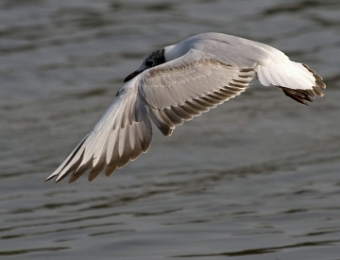 mouette rieuse en vol 2